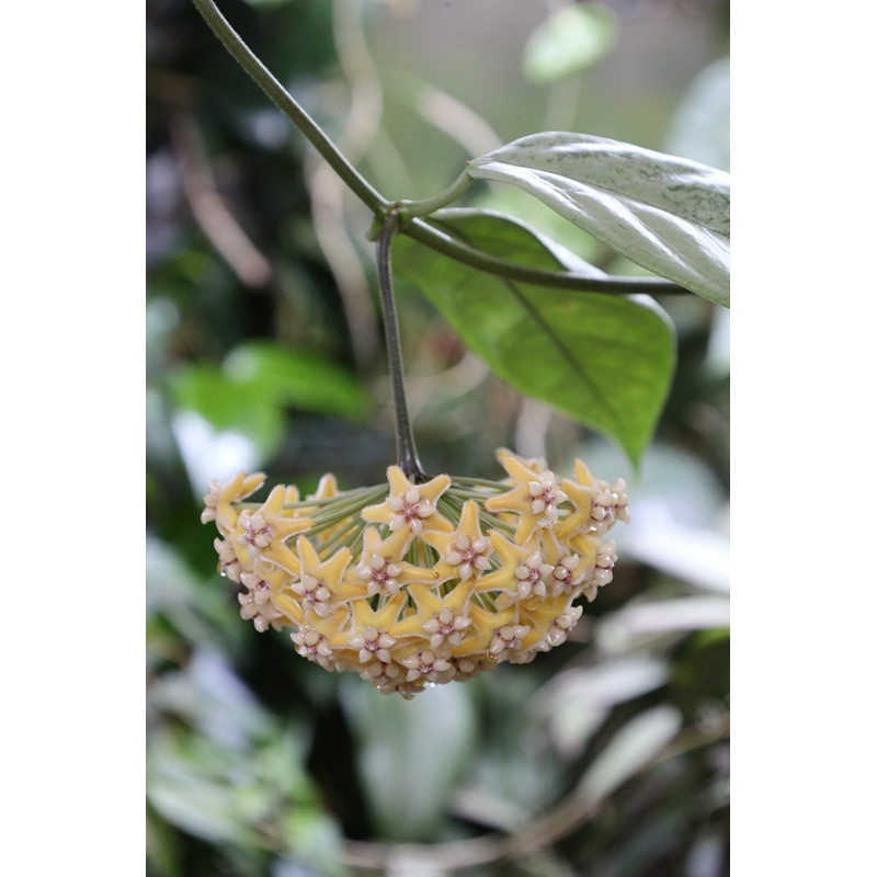 Hoya coriacea SILVER ( full silver ) sklep z kwiatami hoya