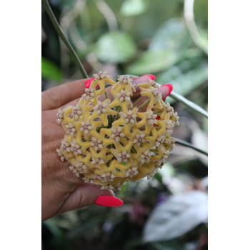 Hoya coriacea SILVER ( full silver ) sklep z kwiatami hoya